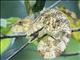 Short-horned Chameleon (Calumma brevicorne)