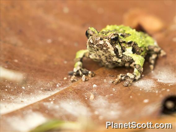 Marbled Rain Frog (Scaphiophryne marmorata)