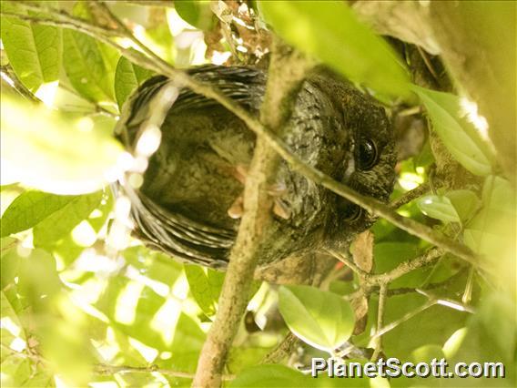 Malagasy Scops-Owl (Otus rutilus)