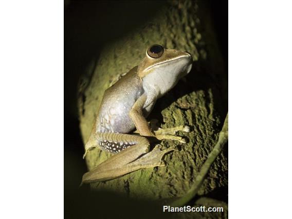 Madagascar Brown Tree Frog (Boophis madagascariensis)
