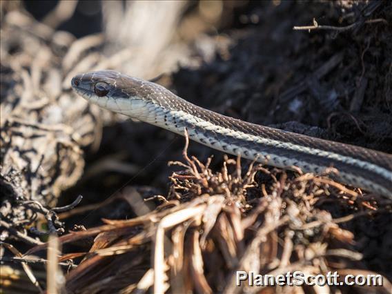 Lateral Water Snake (Thamnosophis lateralis)