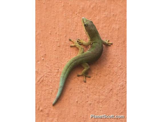 Lined Day Gecko (Phelsuma lineata)