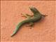 Lined Day Gecko (Phelsuma lineata)