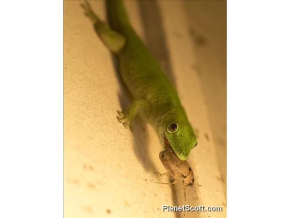 Madagascar Giant Day Gecko (Phelsuma kochi)