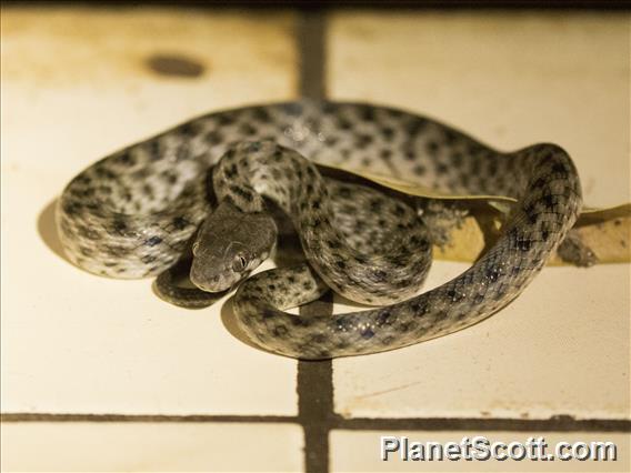 Madagascar Cat-eyed Snake (Madagascarophis colubrinus)