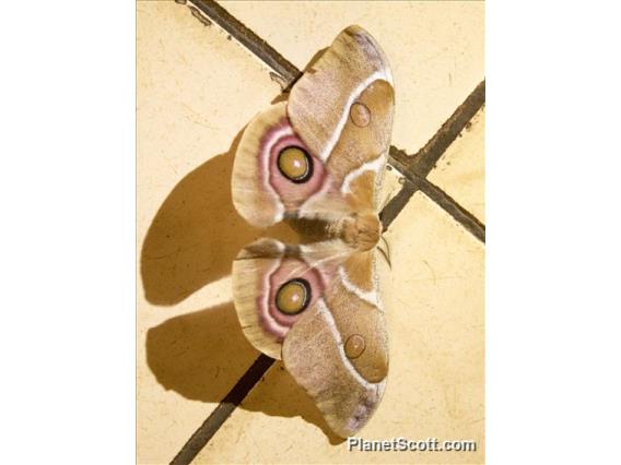 Suraka Silk Moth (Antherina suraka)