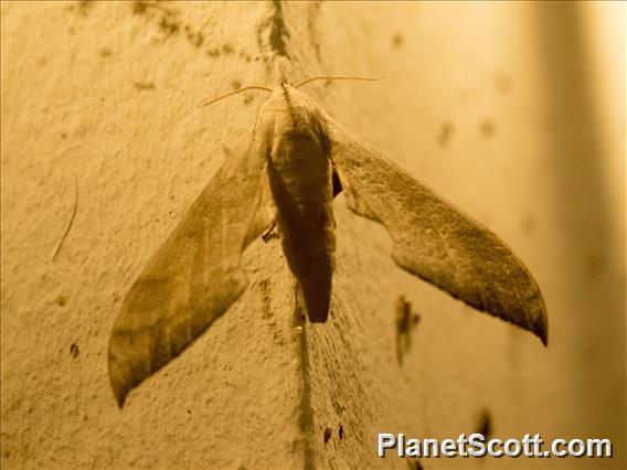 Ankarafantsika Sphinx Moth (Dargeclanis grandidieri)