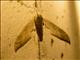 Ankarafantsika Sphinx Moth (Dargeclanis grandidieri)