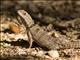 Cuviers Madagascar Swift Lizard (Oplurus cuvieri)