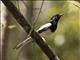 Madagascar Magpie-Robin (Copsychus albospecularis)
