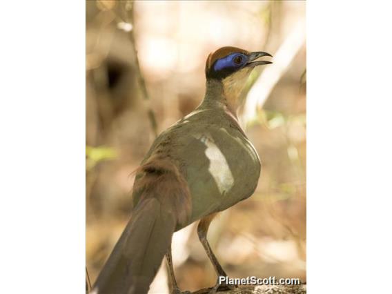 Red-capped Coua (Coua ruficeps) - Male