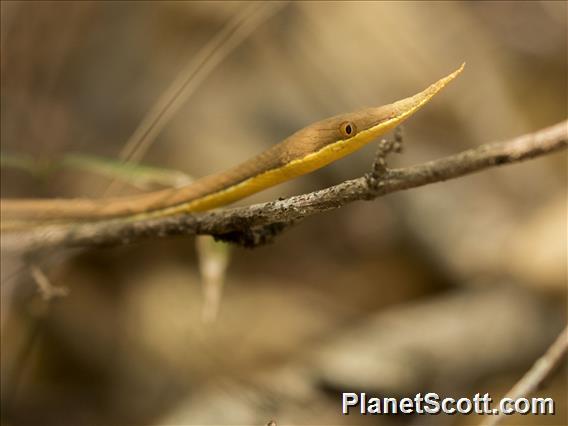 Madagascar Leaf-nosed Snake (Langaha madagascariensis)