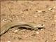 Blonde Hognose Snake (Leioheterodon modestus)