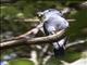 Cuckoo Roller (Leptosomus discolor) - Male