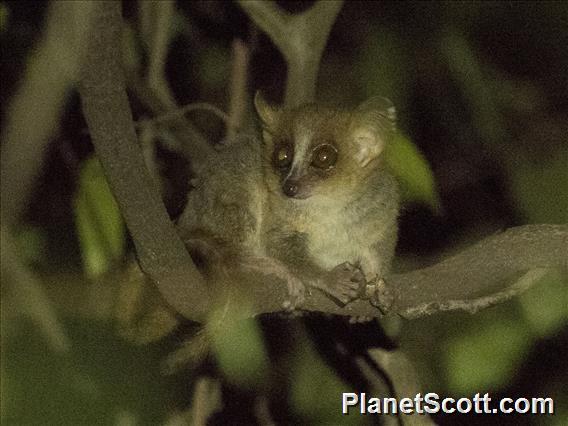Golden Mouse Lemur (Microcebus ravelobensis)