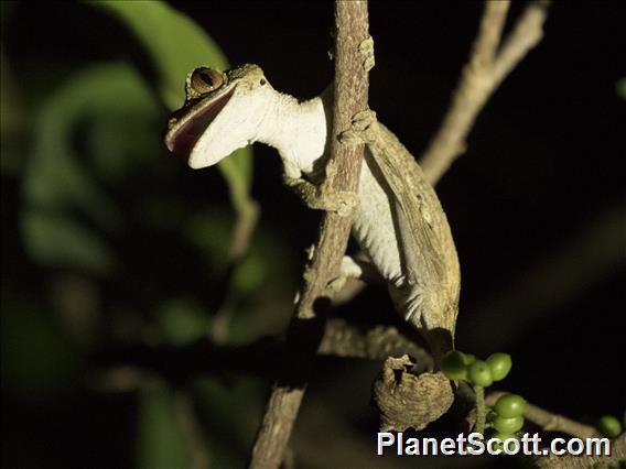 Gunther's Leaf-tailed Gecko (Uroplatus guentheri)