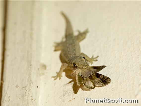 Asian House Gecko (Hemidactylus frenatus)