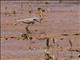 Greater Sand-Plover (Charadrius leschenaultii)