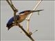 Malagasy Kingfisher (Corythornis vintsioides)
