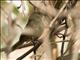 Madagascar Brush-Warbler (Nesillas typica)