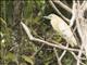 Madagascar Pond-Heron (Ardeola idae)