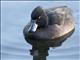 Tufted Duck (Aythya fuligula) - Female