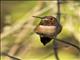 Rufous Hummingbird (Selasphorus rufus) - Male
