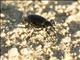 California Darkling Beetle (Coelocnemis californica)