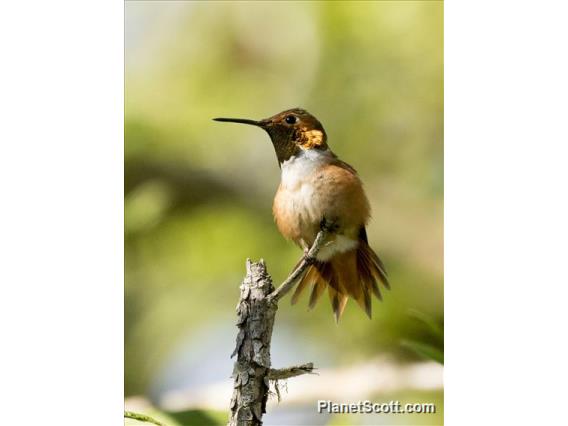 Allen's Hummingbird (Selasphorus sasin) - Male