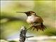 Allens Hummingbird (Selasphorus sasin) - Male