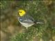 Hermit Warbler (Setophaga occidentalis)