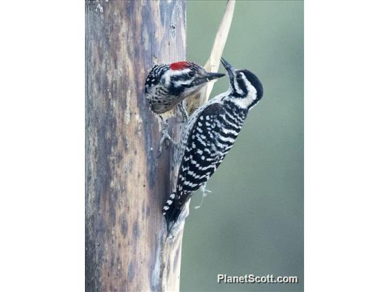 Ladder-backed Woodpecker (Dryobates scalaris)