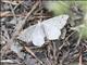 Geometer Moth (Erannis sp)