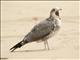 California Gull (Larus californicus) - 2nd Winter