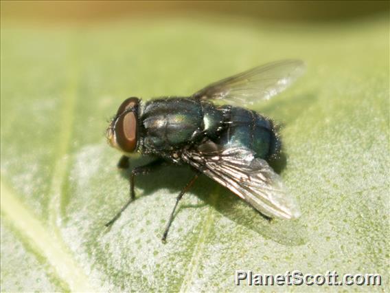 Blow Fly (Compsomyiops callipes)