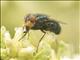 Blow Fly (Compsomyiops callipes)