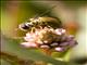Oblique Stripetail Hoverfly (Allograpta obliqua)