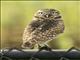 Burrowing Owl (Athene cunicularia)