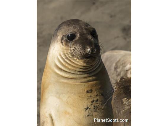 Northern Elephant Seal (Mirounga angustirostris) - Young Male