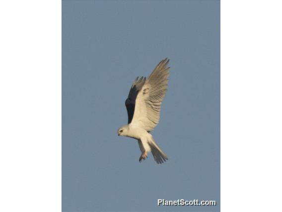 White-tailed Kite (Elanus leucurus)