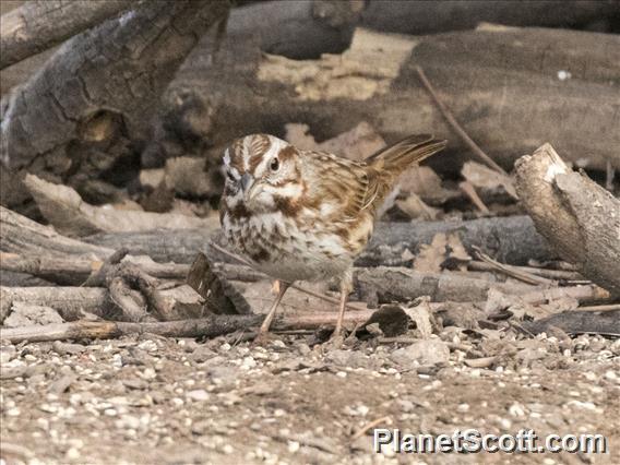 Song Sparrow (Melospiza melodia) - Southwest