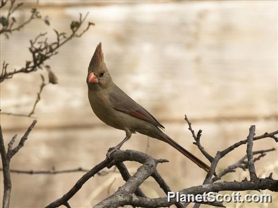 Northern Cardinal (Cardinalis cardinalis) - Female