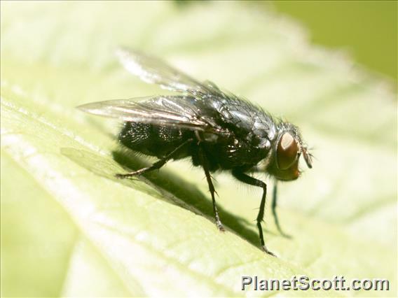 Blue Bottle Fly (Calliphora vomitoria)