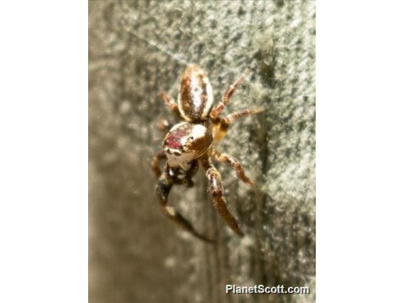 Jumping Spider (Phanias ssp)