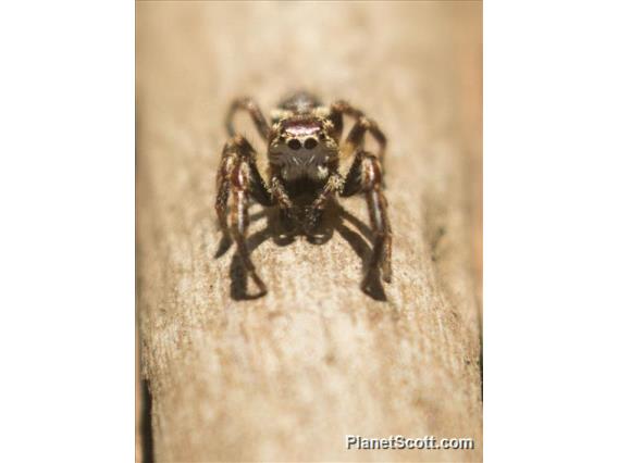 Jumping Spider (Phanias ssp)
