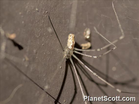 Marbled Cellar Spider (Holocnemus pluchei)