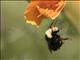 Yellow-faced Bumblebee (Bombus vosnesenskii)