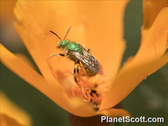 Green Bee (Agapostemon ssp)