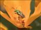 Green Bee (Agapostemon ssp)