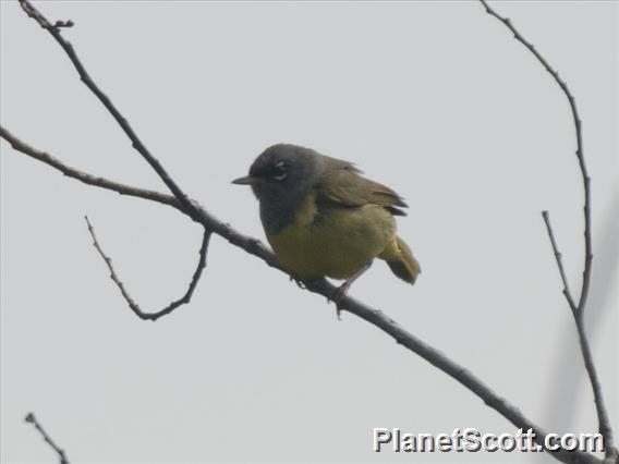 MacGillivray's Warbler (Geothlypis tolmiei) - Male